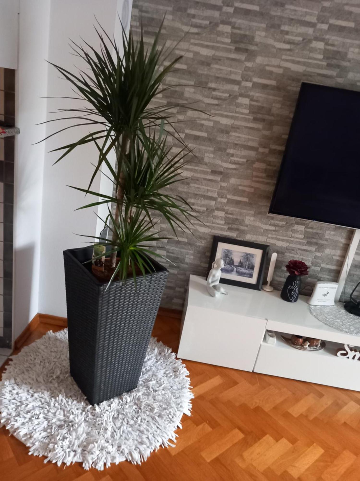Apartman Petra Palit Bagian luar foto